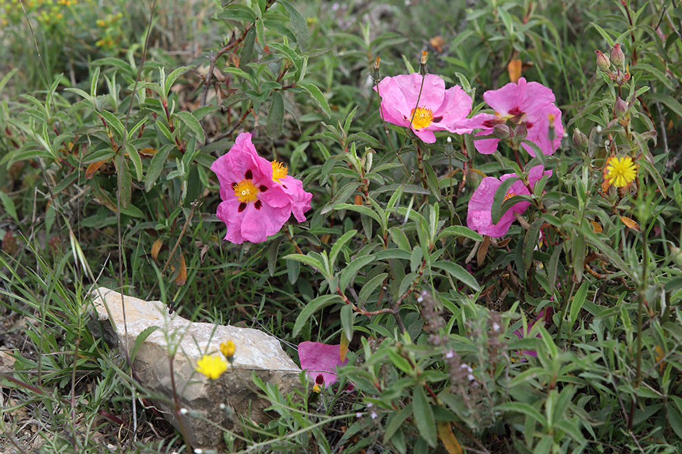 Cistus purpureus?